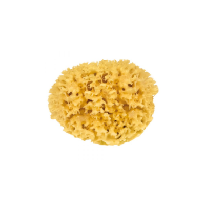 Eponge de mer Petit modèle